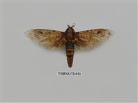 藏品(梟斑蠹蛾)的圖片